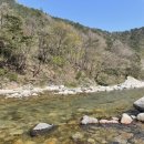 🌸벚꽃비 내리던 &#34;오색 허브농원 캠핑장&#34; 추천기ㅣ호두와 함께한 애견 동반 캠핑장🏕