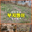 (텃밭/231207) 울릉도 부지깽이 묵은대공 제거하기 이미지