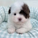 대박펫살롱 | [공지] 🐶✨ 파티말티푸 분양중! 사랑스러움 폭발하는 아이, 대박펫살롱에서 만나보세요 💕