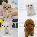 우리애니멀컨설팅