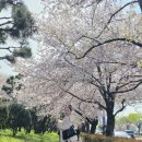 대저생태공원 | 부산 유채꽃 데이트 추천 대저생태공원 4월 후기