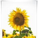 한영시집 - 이찬용 이미지