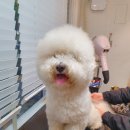 프랑소와펫(압구정점) | 압구정애견미용 프랑소와펫 압구정점에서 비숑가위컷 했어요