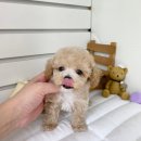 부산강아지분양 앨리펫 이미지