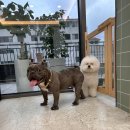 펫 달:리(Pet Dal:Li) 이미지