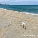 양양오션뷰애견펜션바다빛무지개 | 🌊 양양 애견동반 오션뷰 숙소, 바다빛무지개펜션 203호