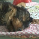 제주헬로우펫 이미지