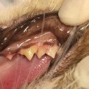 가경 나음 동물병원 이미지