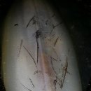 밤서리속 무늬 오징어 생미끼 낚시 본격시동! 이미지