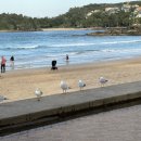 수영-305 이미지