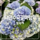 태안 수국 꽃 박람회 빛축제 솔직후기~!! by 네이처월드