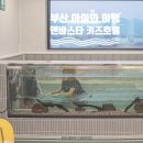 덴바스타 랜드 이미지