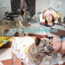 복돌이네 이미지