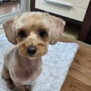 몽실몽실 | 일산서구 강아지미용실 추천 :) 오픈형이라 더 안심됐던 몽실몽실 후기🐕
