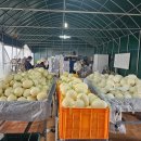 채원농장 이미지