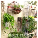 메르시플로라(Merci Flora)
