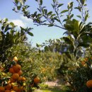 오랜지 하우스 이미지