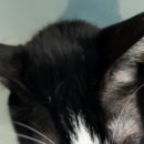 울산 강일웅고양이메디컬센터 이미지