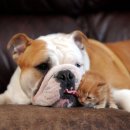 야옹이와 멍멍이 이미지