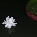 빅토리아연꽃 이미지
