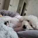 농가통닭 이미지