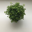 2月