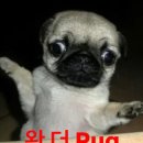 카페 댕하루 이미지