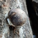 송이농장 이미지