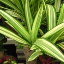 부영화원 이미지