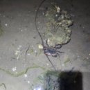 궁평 종합관광지_1~8 (옥외1) | 서해 낙지 해루질 포인트 해루질 낙지 많이 나오는 포인트 10곳, 시간대와 준비물까지 총정리