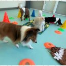 애견호텔 이미지