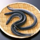 명품장어수산 Daum카페