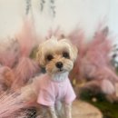 웰컴댕댕 이미지