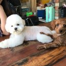 경남화이트 이미지