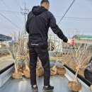 유명숙농장 Daum카페