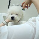 펫 이발소 이미지