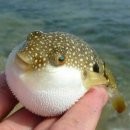 둥글래 | 출산선물 추천 붓기차 베라수플러스 조리원에서 직접 마셔본 후기