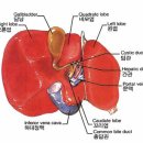 간, 담(쓸개) 생리작용 이미지