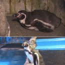 개성농장 1 이미지