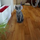 트레벨동물병원 이미지