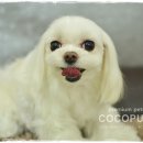 꼬야애견 이미지