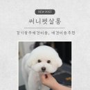 조선생 펫살롱 | [경기광주] 경기광주 애견미용 추천 아이 컨디션 최우선 써니펫살롱 후기