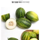 파파야메론씨앗 이미지