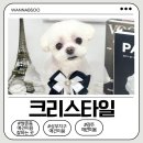 크리스타일 | 쌍촌동애견미용 잘하는 곳｜크리스타일 반려견 미용 추천