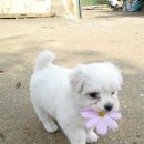 꽃개 이미지