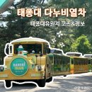 부산 관광지 영도 태종대유원지 다누비열차 여름 방문 후기