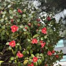 한라수목원 이미지