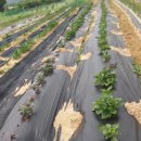 수명농장 이미지