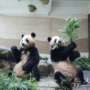 판다 뉴스1