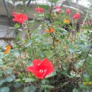 화촌농장 이미지